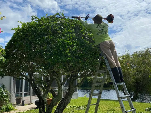 Borinken Landscaping crew member on a ladder trimming a large rounded hedge beside a lakeside pool enclosure, branded shirt visible
