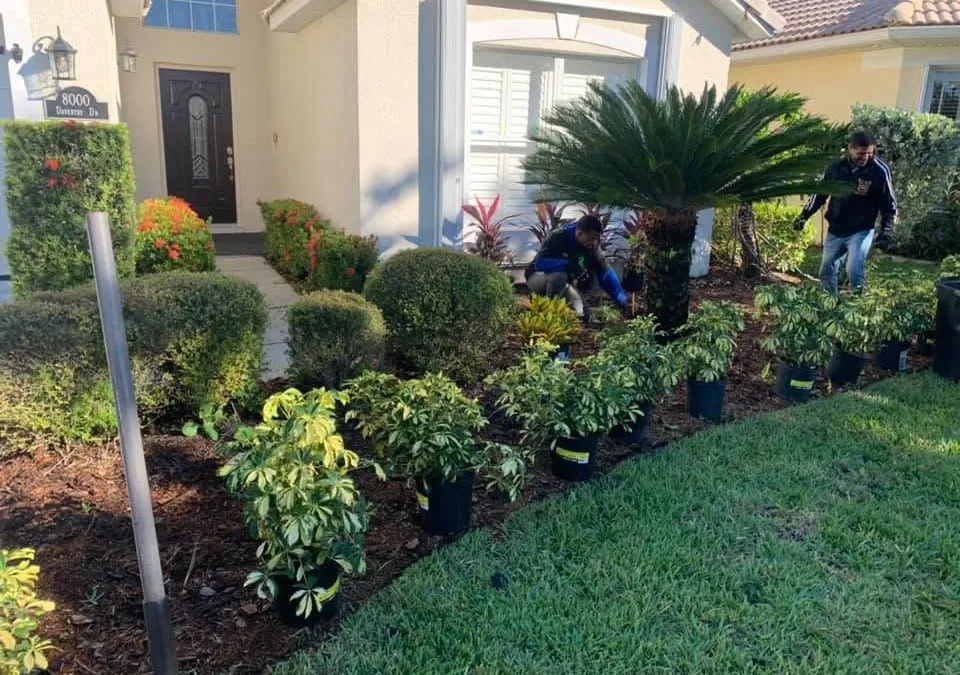 Two Borinken Landscaping crew members installing new plants along a front walkway bed
