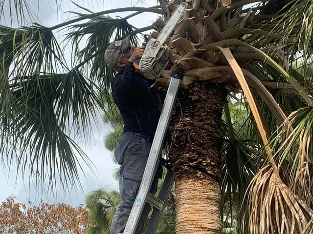 Crew member on a ladder using a chainsaw to prune dead fronds high up a tall palm tree