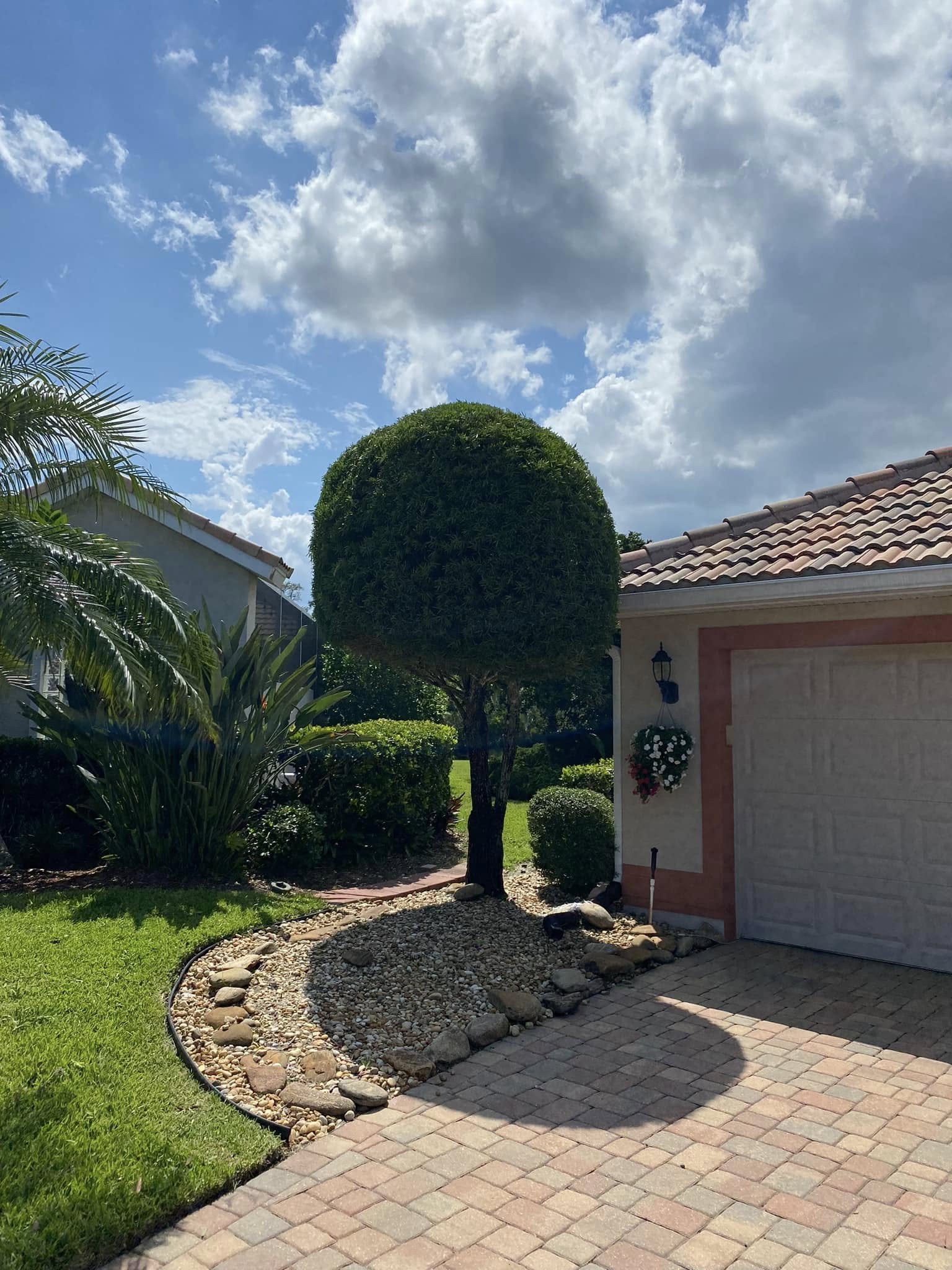 Same tree trimmed into a clean, rounded shape