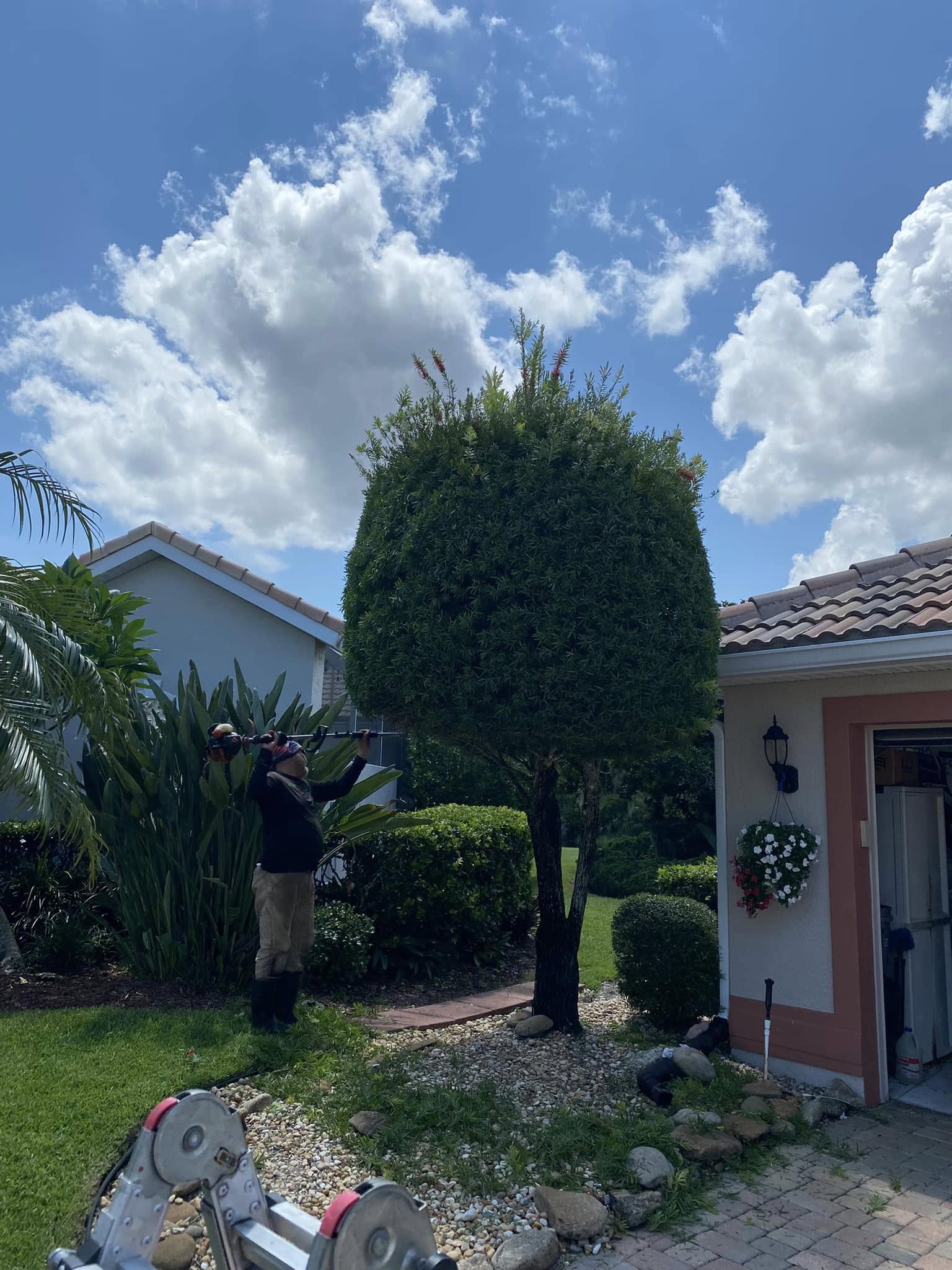 Overgrown, unshaped topiary tree before trimming